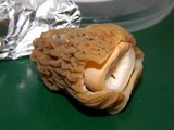 Verpa bohemica image