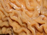 Verpa bohemica image