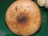 Melanoleuca cognata image