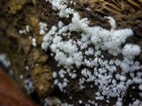 Ceratiomyxa fruticulosa var. fruticulosa image