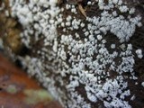 Ceratiomyxa fruticulosa var. fruticulosa image