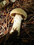Cortinarius caperatus image