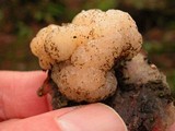 Tremella encephala image