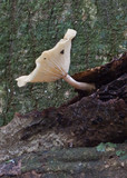 Hygrocybe leucogloea image