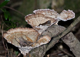 Cymatoderma elegans image