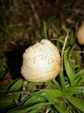 Coprinellus domesticus image