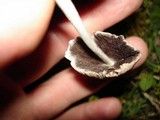 Coprinellus domesticus image