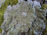 Pertusaria albescens var. albescens image