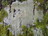 Pertusaria albescens var. albescens image