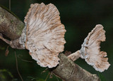 Cymatoderma elegans image