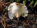 Royoporus badius image