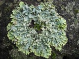Punctelia subrudecta image