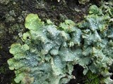 Punctelia subrudecta image