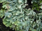Punctelia subrudecta image