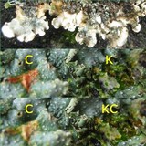 Punctelia subrudecta image