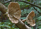 Cymatoderma elegans image