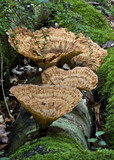 Cymatoderma elegans image
