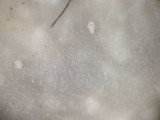 Phlebiopsis gigantea image