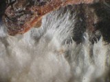 Phlebiopsis gigantea image