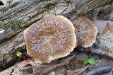 Polyporus craterellus image