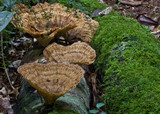 Cymatoderma elegans image