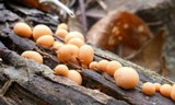 Lycogala epidendrum image