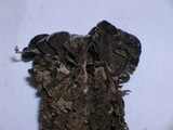 Thelephora terrestris image