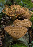 Cymatoderma elegans image