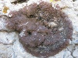 Acarospora macrospora image