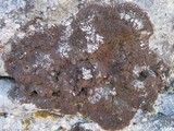 Acarospora macrospora image