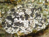 Toninia aromatica image