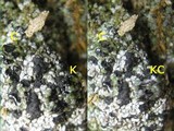 Toninia aromatica image