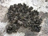 Collema fuscovirens image