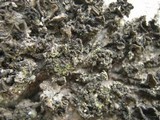 Collema fuscovirens image