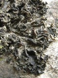Collema fuscovirens image