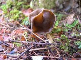 Helvella compressa image