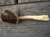 Helvella compressa image