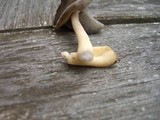 Helvella compressa image