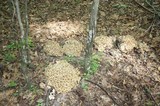Polyporus umbellatus image