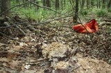 Polyporus umbellatus image