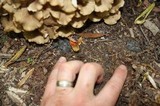Polyporus umbellatus image