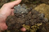 Polyporus umbellatus image