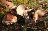 Tricholoma dryophilum image