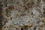 Botryobasidium obtusisporum image