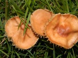 Marasmius oreades image