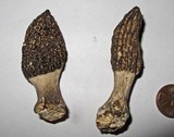 Morchella importuna image