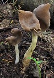Helvella compressa image