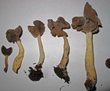 Helvella compressa image