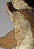 Helvella compressa image