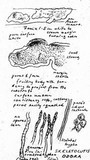 Skeletocutis odora image